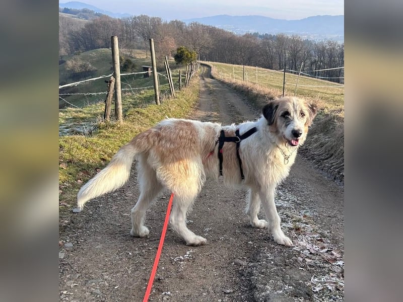 Fussel - verschmust und jung - BEREITS IN DEUTSCHLAND