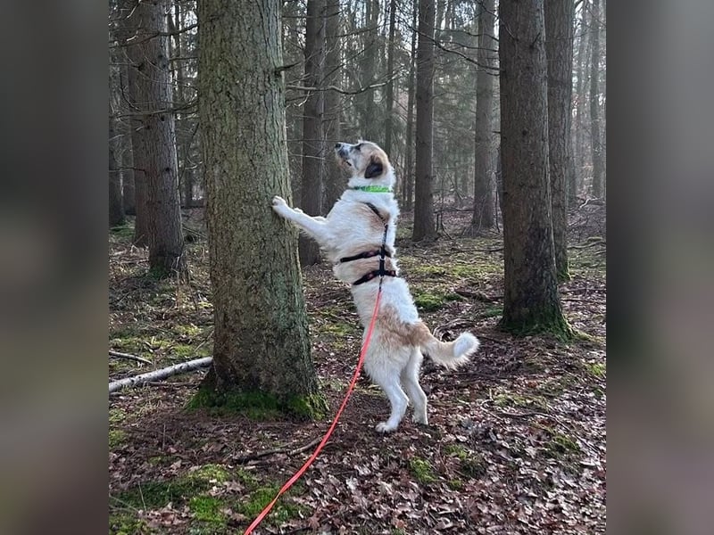 Fussel - verschmust und jung - BEREITS IN DEUTSCHLAND