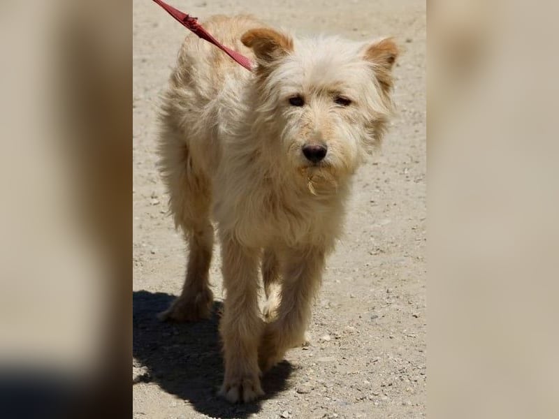 Pelu, vorsichtig, lernwillig, gut sozialisiert