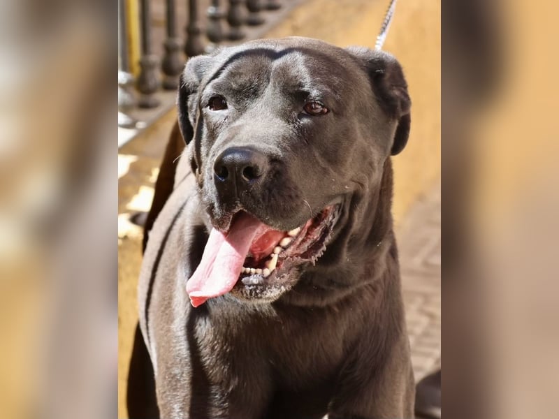 Xena - zutraulich, verschmust und lernwillig