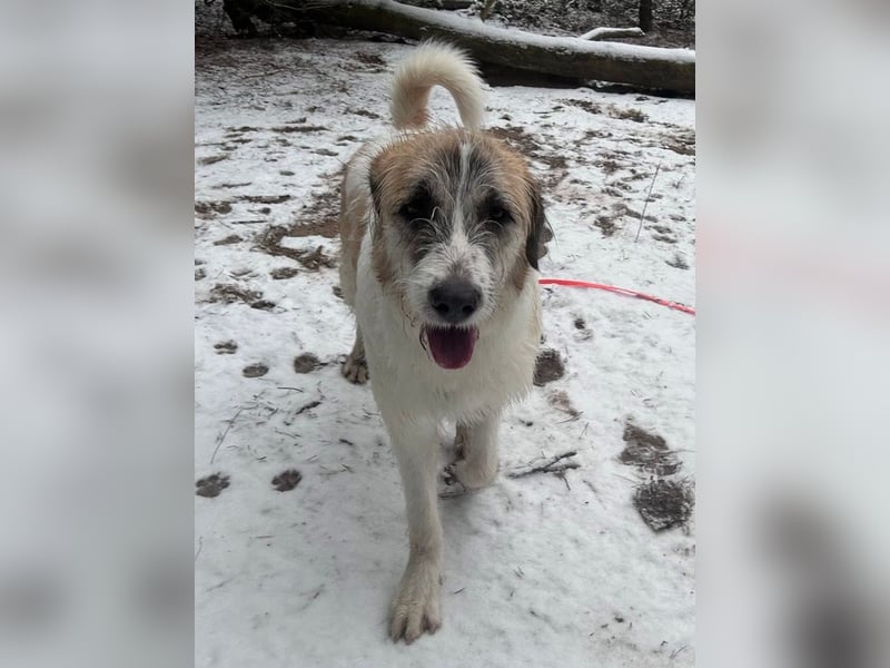 Fussel - verschmust und jung - BEREITS IN DEUTSCHLAND