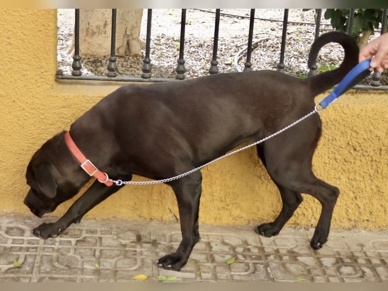 Xena - zutraulich, verschmust und lernwillig