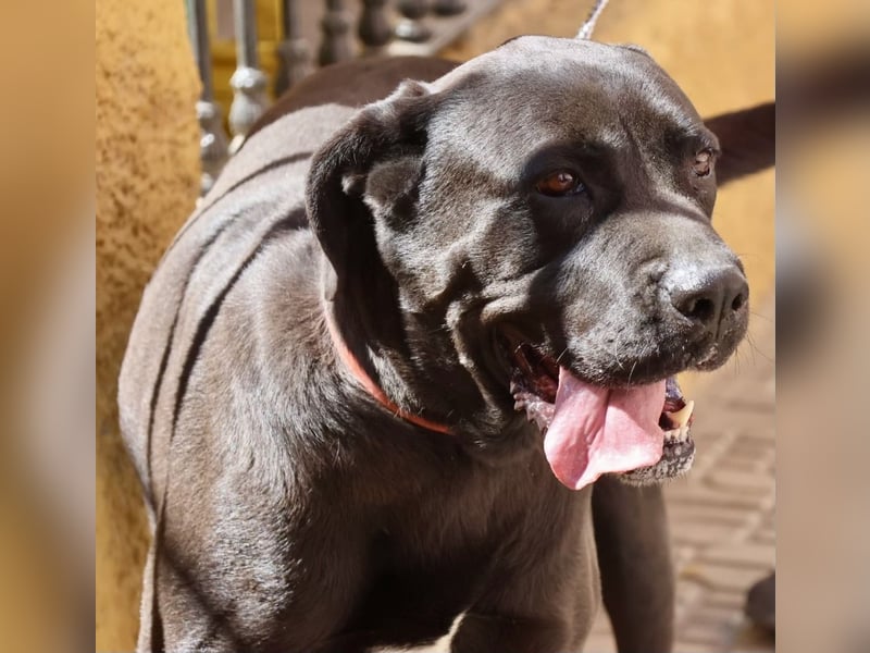 Xena - zutraulich, verschmust und lernwillig