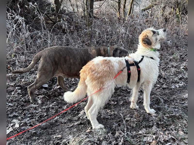 Fussel - verschmust und jung - BEREITS IN DEUTSCHLAND