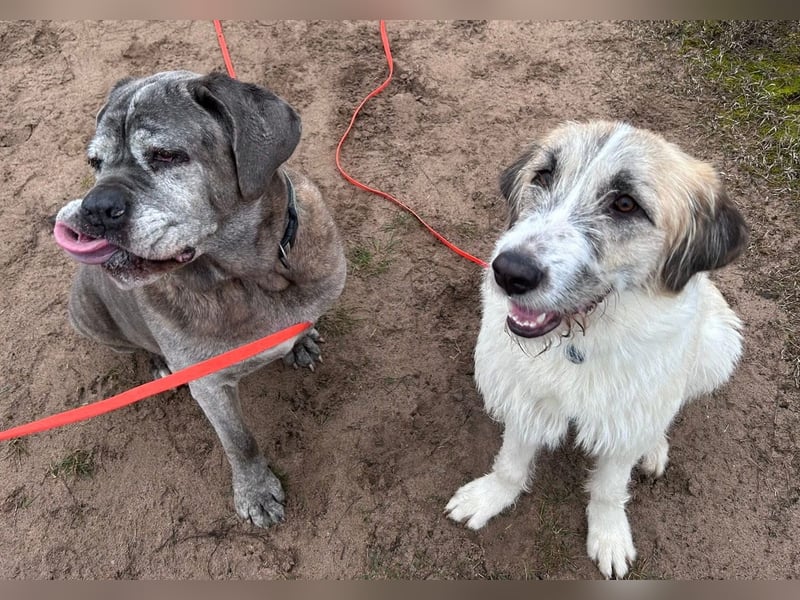 Fussel - verschmust und jung - BEREITS IN DEUTSCHLAND