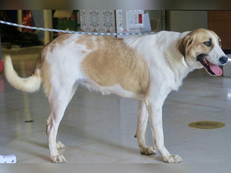 Kira, zurückhaltend, freundlich, aktiv