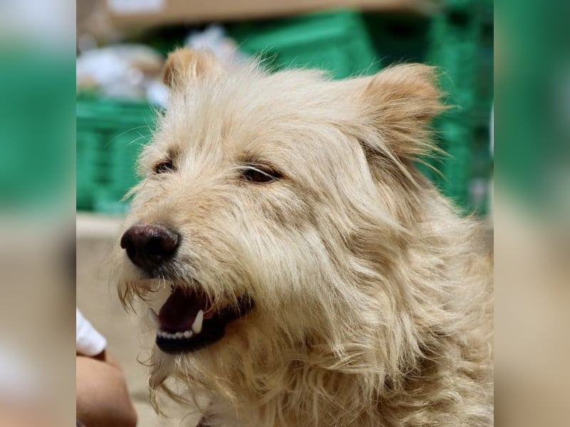 Pelu, vorsichtig, lernwillig, gut sozialisiert