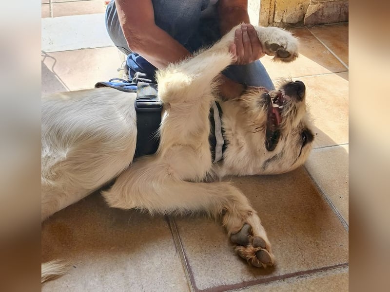 Fussel / Gala , verspielt, zutraulich und freundlich