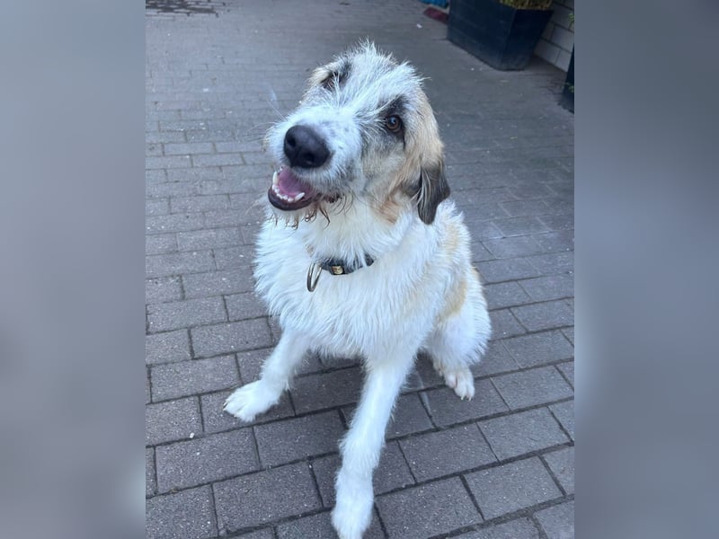 Fussel - verschmust und jung - BEREITS IN DEUTSCHLAND