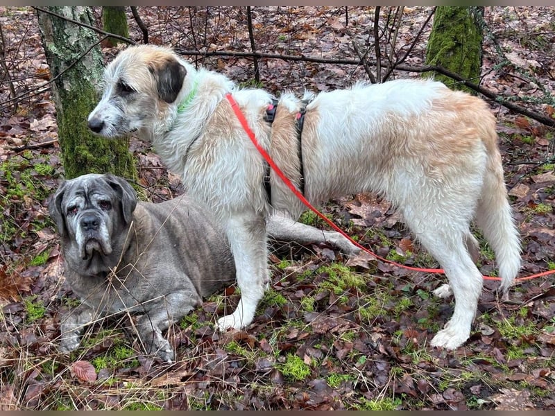 Fussel - verschmust und jung - BEREITS IN DEUTSCHLAND