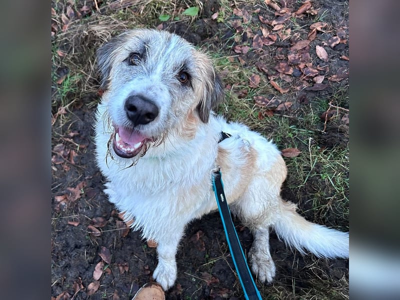 Fussel - verschmust und jung - BEREITS IN DEUTSCHLAND