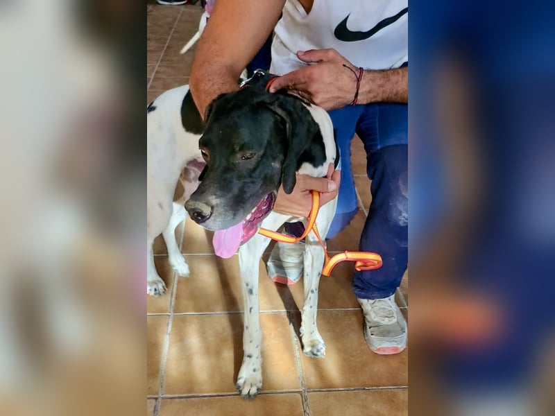 Vincente - freundlich, lernwillig und verspielt