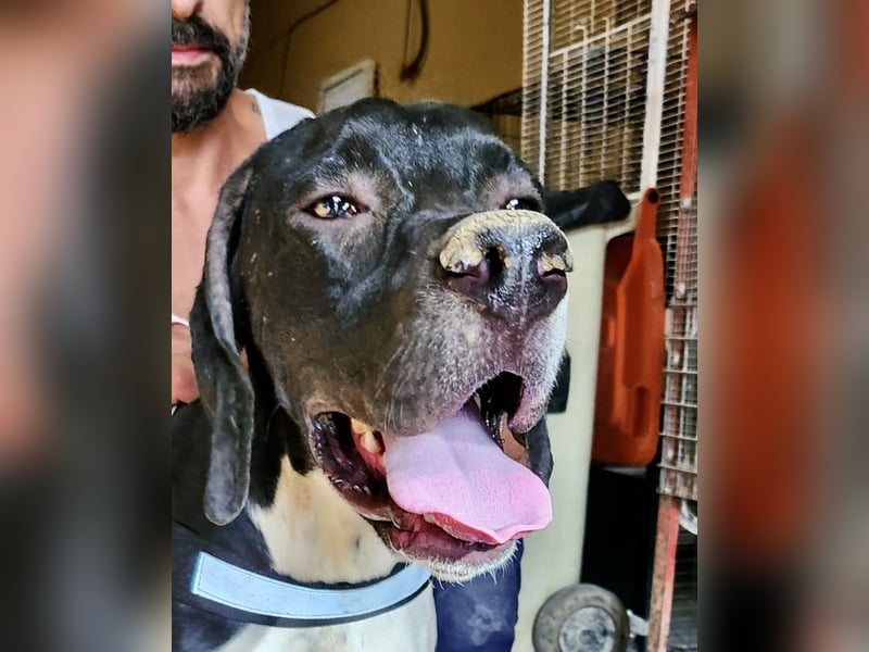 Vincente - freundlich, lernwillig und verspielt