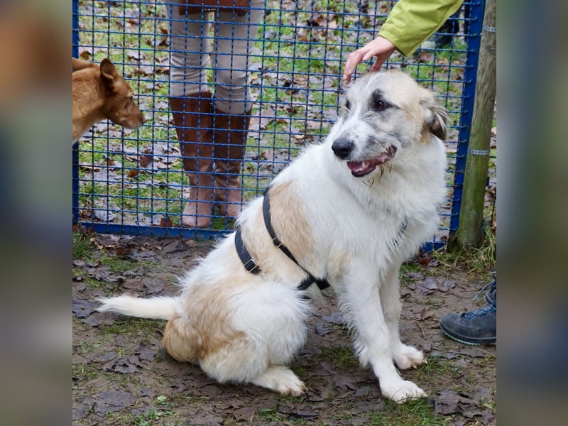 Gala - freundlich und verschmust / BEREITS IN DEUTSCHLAND