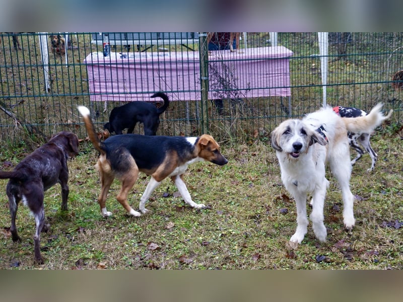 Gala - freundlich und verschmust / BEREITS IN DEUTSCHLAND