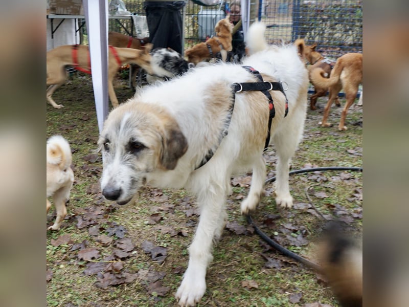 Gala - freundlich und verschmust / BEREITS IN DEUTSCHLAND