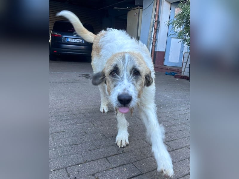 Fussel - verschmust und jung - BEREITS IN DEUTSCHLAND