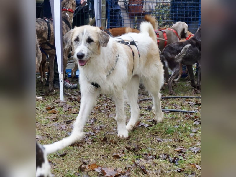 Gala - freundlich und verschmust / BEREITS IN DEUTSCHLAND