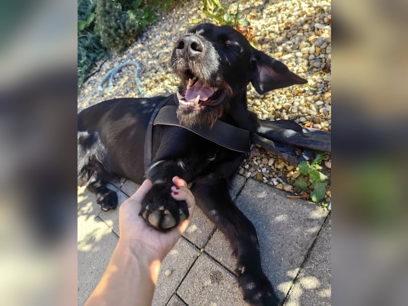 Capko – schwarz, hübsch und einfach nur toll………….