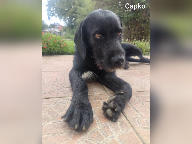 Capko – schwarz, hübsch und einfach nur toll………….