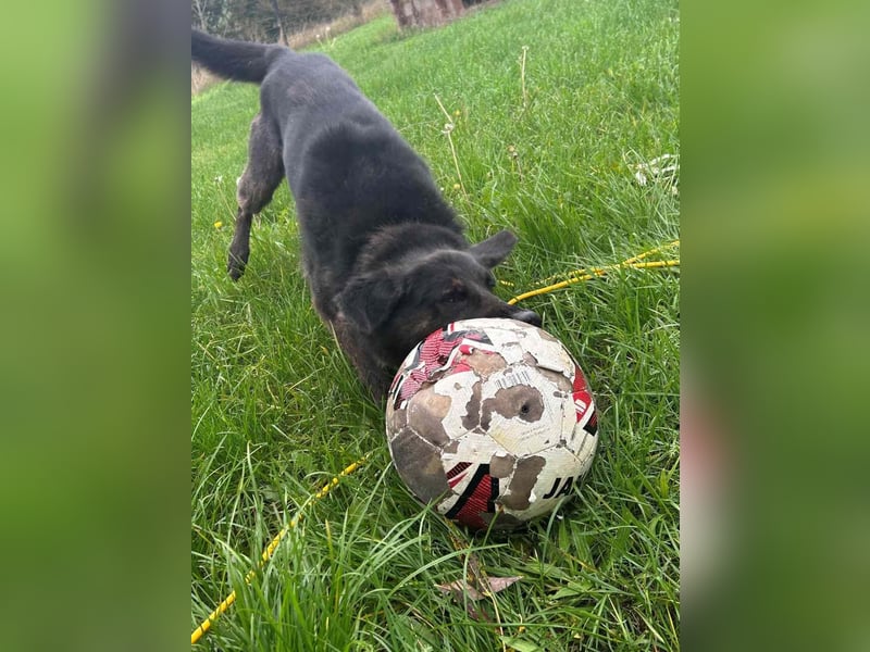 Vermittlungshilfe für Layla, sie möchte endlich ankommen dürfen