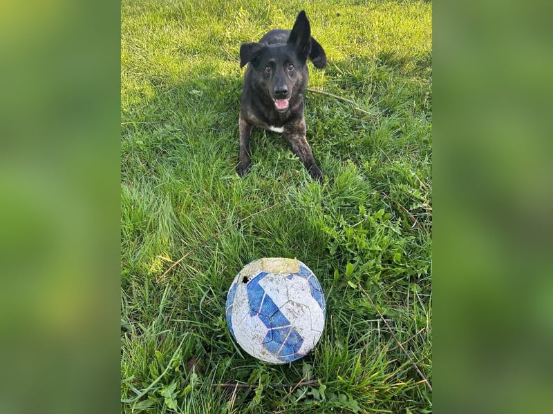 Vermittlungshilfe für Layla, sie möchte endlich ankommen dürfen