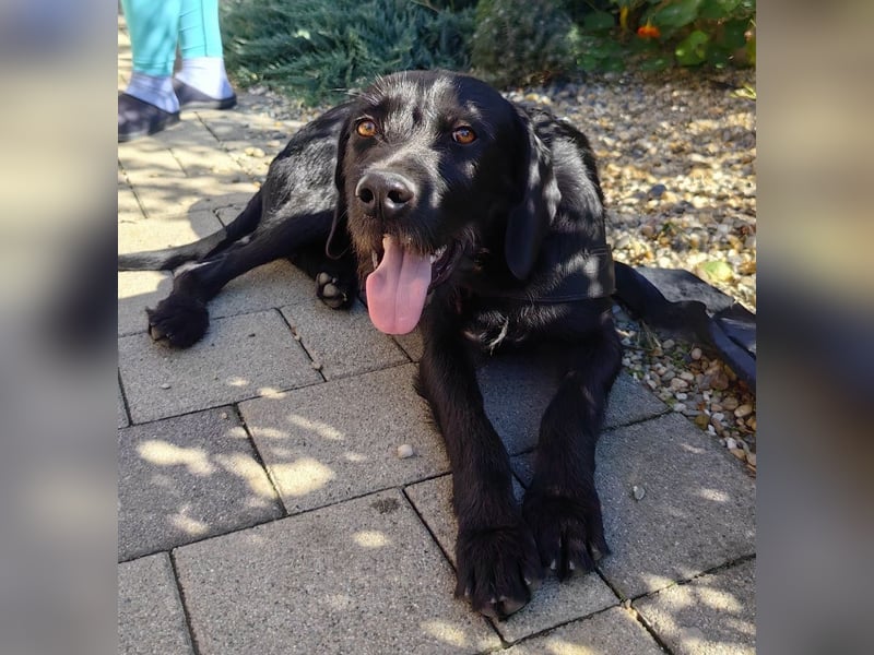 Capko – schwarz, hübsch und einfach nur toll………….