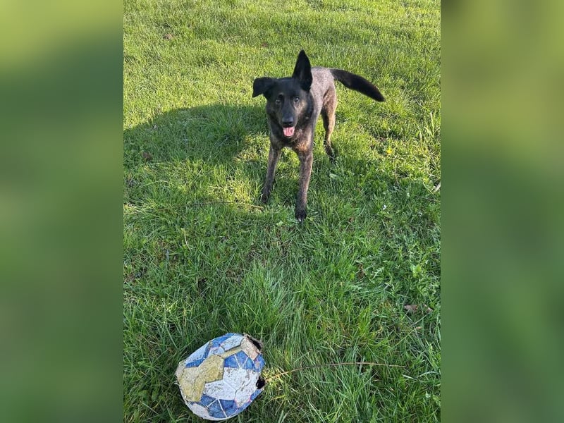 Vermittlungshilfe für Layla, sie möchte endlich ankommen dürfen