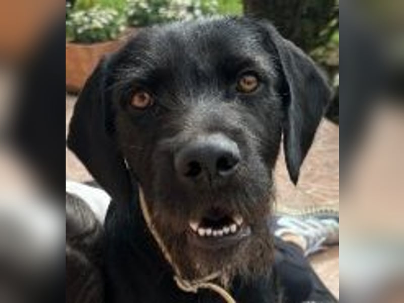 Capko – schwarz, hübsch und einfach nur toll………….