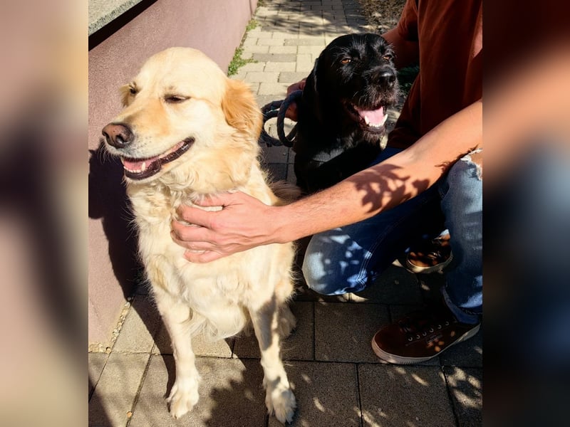 Capko – schwarz, hübsch und einfach nur toll………….