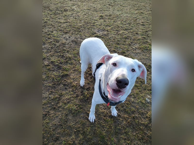 Herdenschutzhund-Dalmatiner-Mix Aphrodita (1,5 J.) für hundeerfahrenes, liebevolles Zuhause & Garten