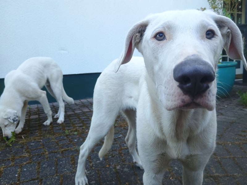 Herdenschutzhund-Dalmatiner-Mix Aphrodita (1,5 J.) für hundeerfahrenes, liebevolles Zuhause & Garten