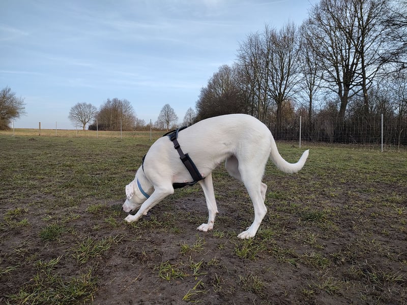 Herdenschutzhund-Dalmatiner-Mix Aphrodita (1,5 J.) für hundeerfahrenes, liebevolles Zuhause & Garten