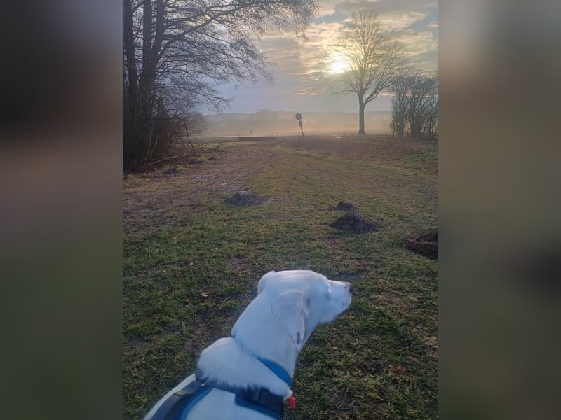 Herdenschutzhund-Dalmatiner-Mix Aphrodita (1,5 J.) für hundeerfahrenes, liebevolles Zuhause & Garten