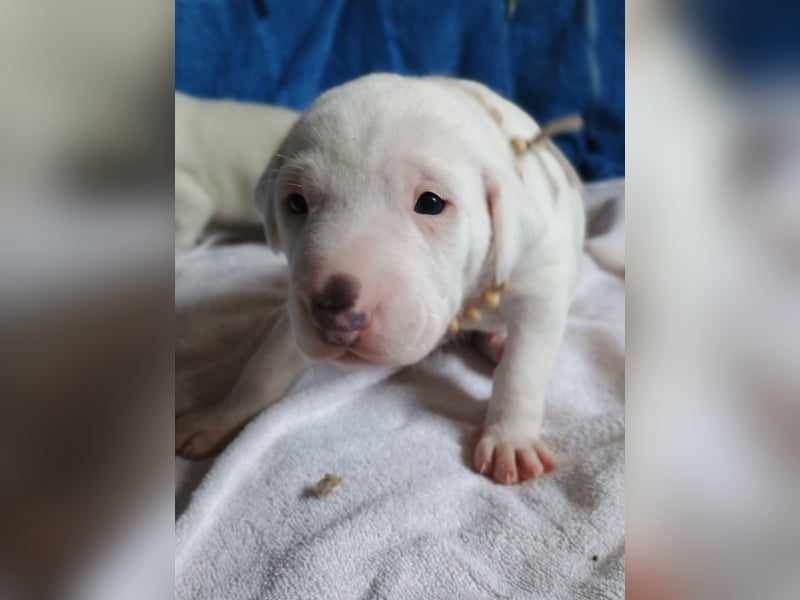 Herdenschutzhund-Dalmatiner-Mix Aphrodita (1,5 J.) für hundeerfahrenes, liebevolles Zuhause & Garten