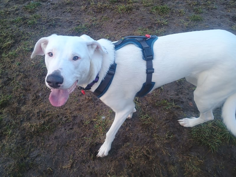 Herdenschutzhund-Dalmatiner-Mix Aphrodita (1,5 J.) für hundeerfahrenes, liebevolles Zuhause & Garten