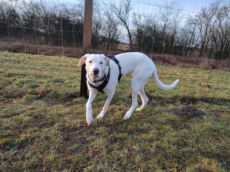 Herdenschutzhund-Dalmatiner-Mix Aphrodita (1,5 J.) für hundeerfahrenes, liebevolles Zuhause & Garten