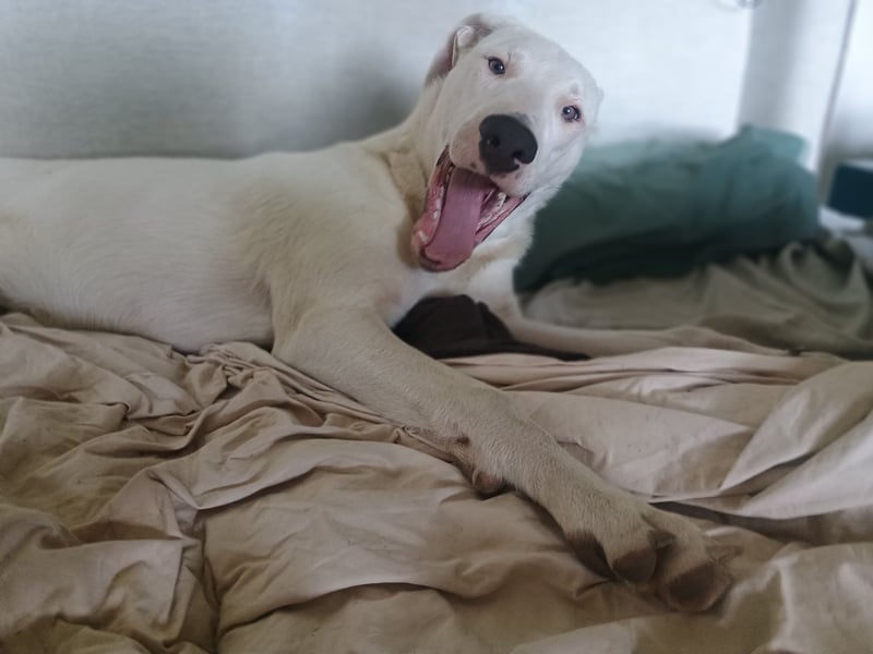 Herdenschutzhund-Dalmatiner-Mix Aphrodita (1,5 J.) für hundeerfahrenes, liebevolles Zuhause & Garten