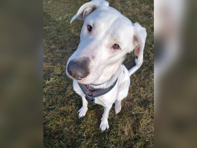 Herdenschutzhund-Dalmatiner-Mix Aphrodita (1,5 J.) für hundeerfahrenes, liebevolles Zuhause & Garten