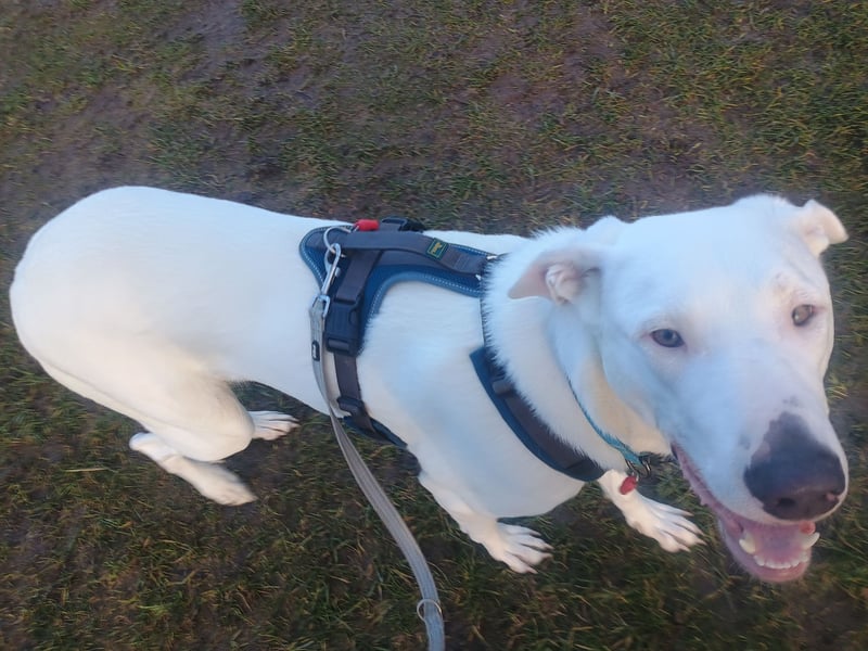 Herdenschutzhund-Dalmatiner-Mix Aphrodita (1,5 J.) für hundeerfahrenes, liebevolles Zuhause & Garten