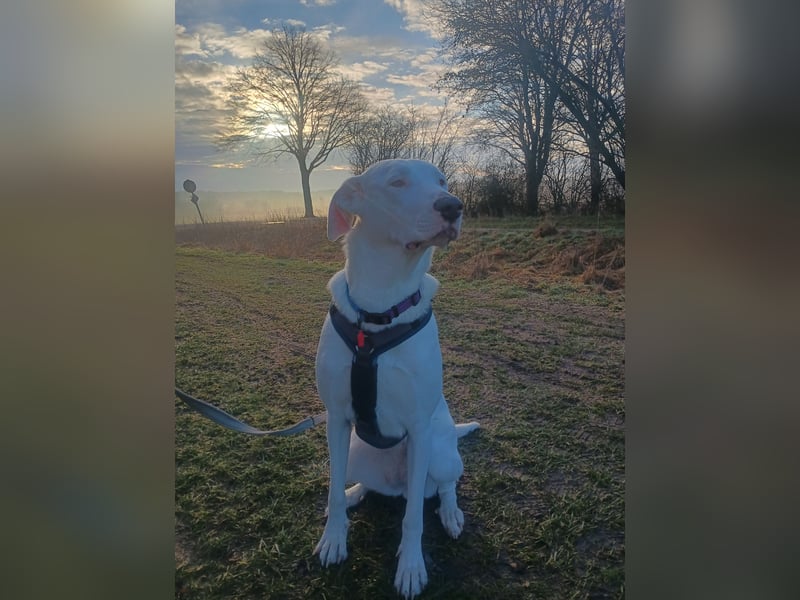 Herdenschutzhund-Dalmatiner-Mix Aphrodita (1,5 J.) für hundeerfahrenes, liebevolles Zuhause & Garten