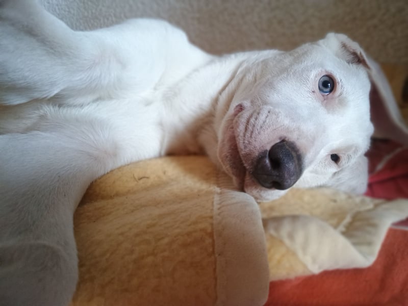 Herdenschutzhund-Dalmatiner-Mix Aphrodita (1,5 J.) für hundeerfahrenes, liebevolles Zuhause & Garten