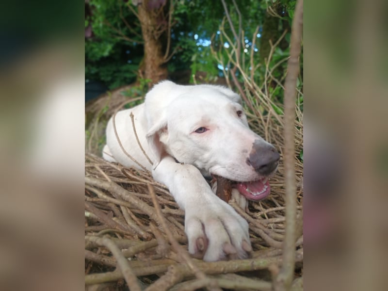 Herdenschutzhund-Dalmatiner-Mix Aphrodita (1,5 J.) für hundeerfahrenes, liebevolles Zuhause & Garten