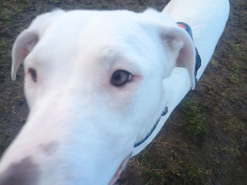 Herdenschutzhund-Dalmatiner-Mix Aphrodita (1,5 J.) für hundeerfahrenes, liebevolles Zuhause & Garten