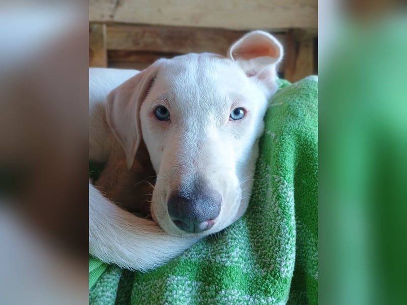 Herdenschutzhund-Dalmatiner-Mix Aphrodita (1,5 J.) für hundeerfahrenes, liebevolles Zuhause & Garten