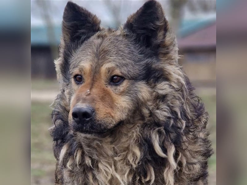 Medo ein Menschenfreund