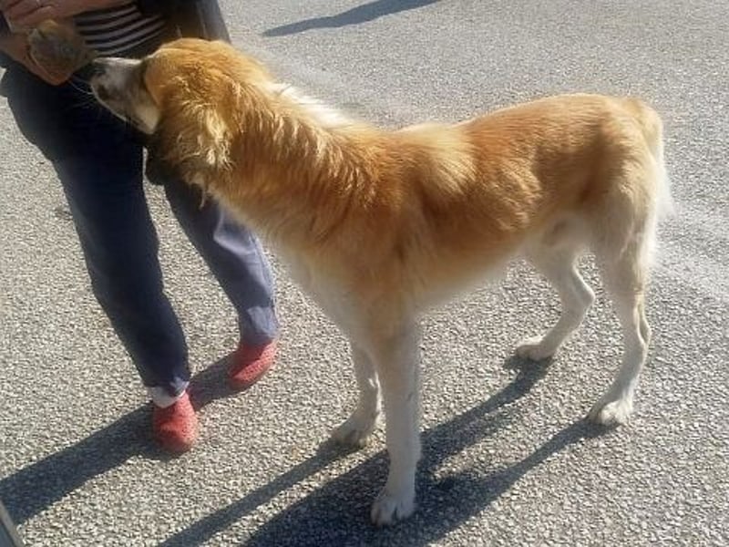 Manolo - sanfter Riese wartet in 67549 Worms