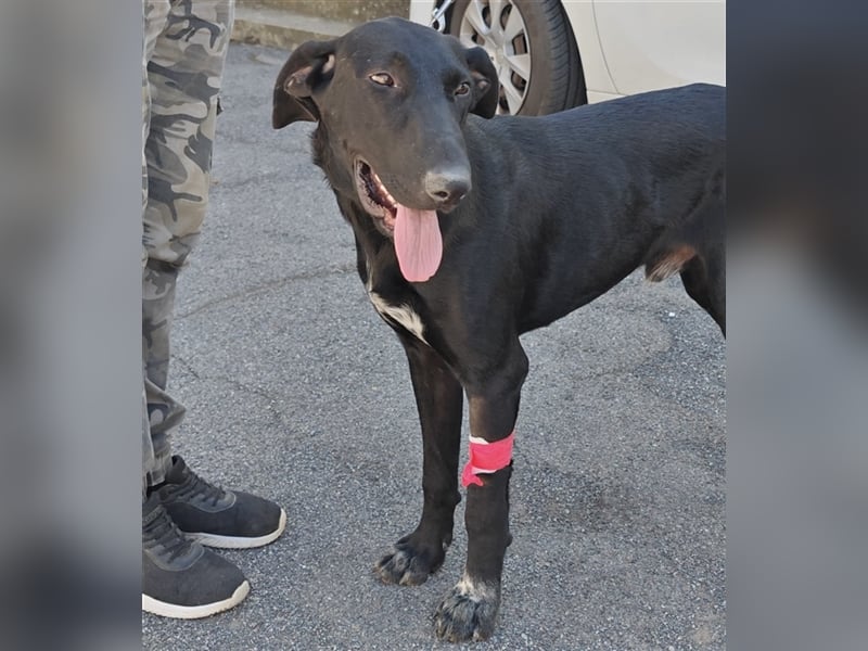 Doni ein eleganter Jäger