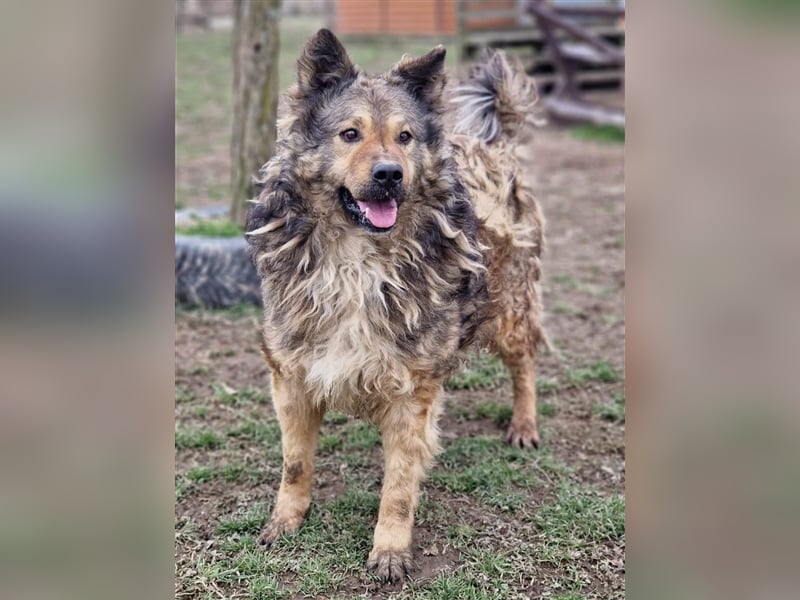 Medo ein Menschenfreund