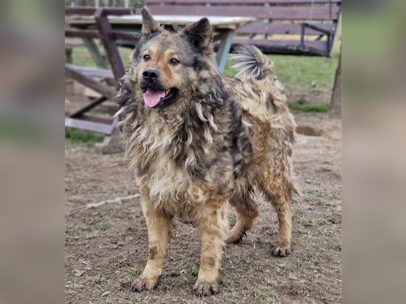 Medo ein Menschenfreund